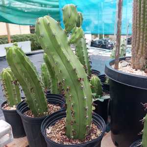 A columnar cactus which with time forms a thick candelabrum-like structure, tall and broad up to 15f