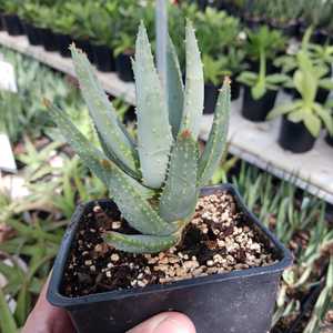 Stands out as one of the largest Aloes, forming an incredibly tough tree with elegantly tapered bran