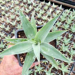 A moderately sized Agave attenuata hybrid, forming rosettes reaching 2 feet in height and 6 to 8 inc