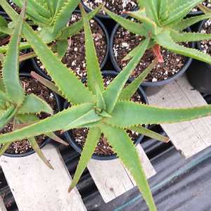 A mid-sized clustering aloe, features upwardly inclined gray-green leaves reaching around 3 feet in 