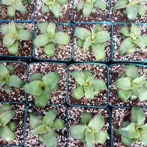 Agave chazaroi is a striking, solitary agave species native to the Tequila region of Jalisco, Mexico