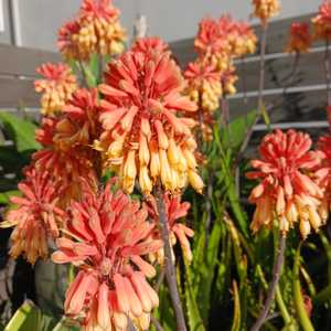 Aloe camperi, commonly known as Popcorn Aloe is one of the few that has verdant green leaves. This u