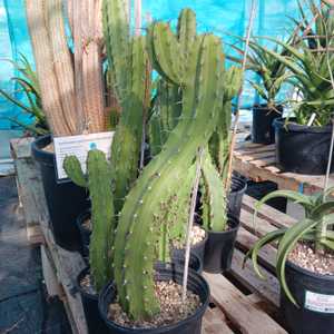 A columnar cactus which with time forms a thick candelabrum-like structure, tall and broad up to 15f