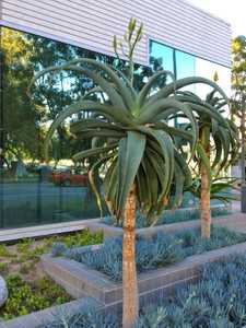 Aloe thraskii is wonderful feature plant that is tall and robust, with enormous olive green leaves t