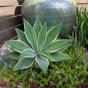 The variegated Foxtail Agave can reach a height of 5' and forms beautiful, soft green, spineless ros