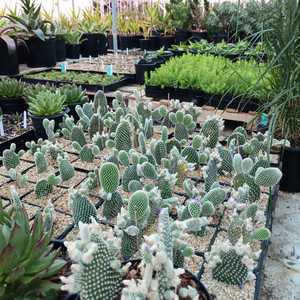 A low-maintenance cactus which can grow up to 2 feet tall and 5 feet wide. Cute pads that are shaped