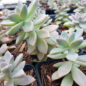 Commonly known as ghost plant or mother-of-pearl plant, is a succulent species native to Tamaulipas,