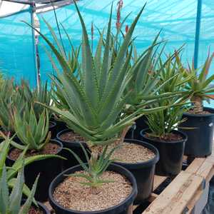 A beautiful, medium size, shrubby aloe with bi-color blooms and a trailing stem up to 1 meter long w