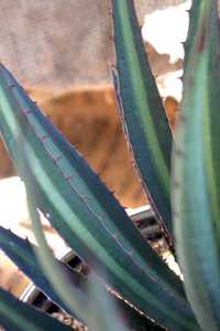 The variegated form of Agave Funkiana - 'Fatal Attraction' features narrow dark green leaves with a 