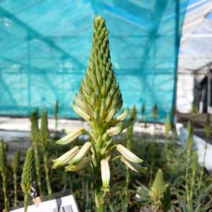 An ornamental small succulent originating from South Africa. It forms rosettes of narrow, recurved g