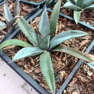 Agave 'Little Shark' is a hybrid featuring compact, symmetrical rosettes of blue-green leaves edged 