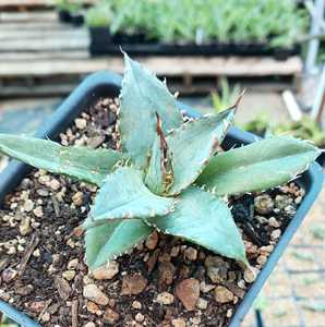 In a nod to one of Agave xylonocantha's most striking features it used to be named after the teeth o