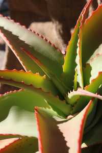 Commonly grown, Aloe vanbalenii is one of the most beautiful and distinctive aloes, with its long, t