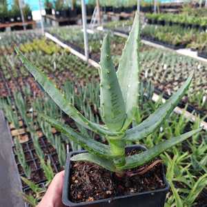 Aloe thraskii is wonderful feature plant that is tall and robust, with enormous olive green leaves t