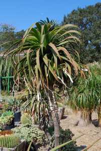 Aloe pluridens, also known as the French Aloe, is a very attractive, slender tree aloe which bears g