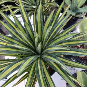 A medium sized widely suckering agave to 4 to 6 feet tall by 6 to 7 feet wide with long stiff narrow