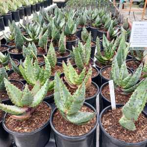 Aloe ferox (Cape Aloe), native to South Africa, grows up to 3-5 feet wide. Its single stem can reach