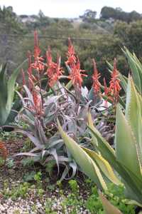 Aloe acutissima is an attractive aloe from Madagascar with interesting foliage colors and winter flo