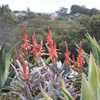 Aloe acutissima is an attractive aloe from Madagascar with interesting foliage colors and winter flo