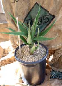 Aloe dawei (Dawe’s Aloe) from Uganda has clumping, upright clusters of elongated succulent stems tha