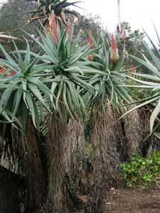 Aloe speciosa is a generally single-stemmed, tall succulent growing up to 10 feet (3 m) that carries