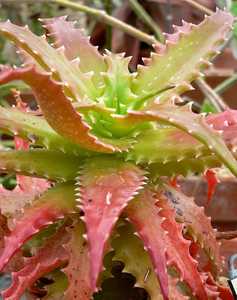 A gorgeous, suckering, stemless aloe for landscaping in a warm climate and probably the most reliabl