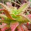 A gorgeous, suckering, stemless aloe for landscaping in a warm climate and probably the most reliabl