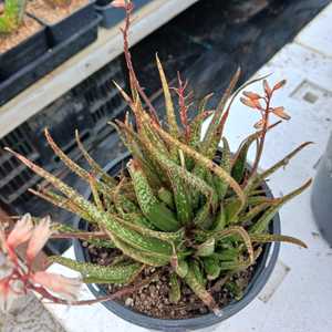 A petite, stemless succulent forming small clusters. Its narrow, dark green leaves, marked with whit