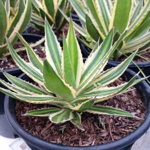 Agave lophantha 'Quadricolor' makes a dazzling specimen either in a container or in the ground. This