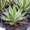 Agave lopantha 'Quadricolor'