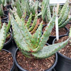 Aloe ferox (Cape Aloe), native to South Africa, grows up to 3-5 feet wide. Its single stem can reach