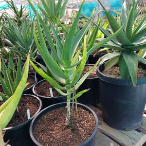 Aloe thraskii is wonderful feature plant that is tall and robust, with enormous olive green leaves t