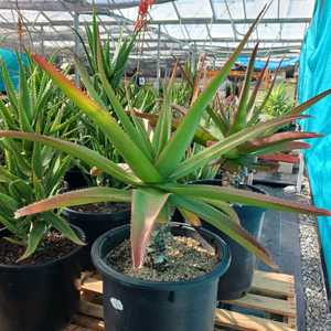 Aloe vaombe, the 'Malagasy Tree Aloe' is one of the most beautiful large tree aloes, making a stunni