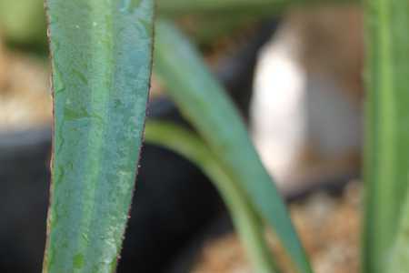 The Agave bracteosa var. Mateo is upright growing to about 2 feet tall and wide with solitary rosett