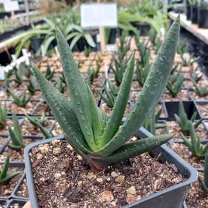 This plant is one of the most beautiful and showy of the South African species of Aloe. Aloe wickens