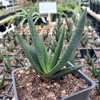 This plant is one of the most beautiful and showy of the South African species of Aloe. Aloe wickens