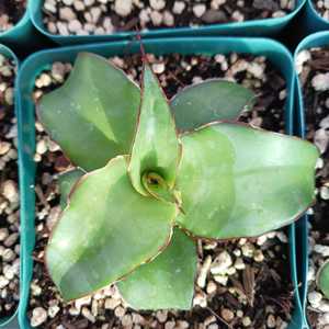 Agave chazaroi is a striking, solitary agave species native to the Tequila region of Jalisco, Mexico