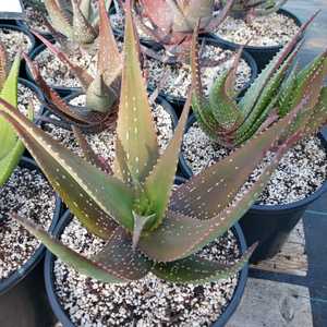 A native to Rhodesia.  It forms clusters of rosettes with bluish-green leaves that can turn pink in 