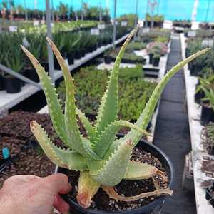 A petite clustering aloe which reaches about a foot in height. Its light blue-green leaves, adorned 