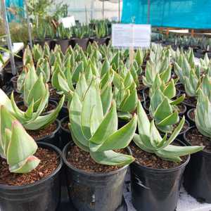 A small, beautiful, stemless South African Aloe which grows up to 18 inches (45 cm) tall and up to 2