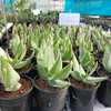 A small, beautiful, stemless South African Aloe which grows up to 18 inches (45 cm) tall and up to 2