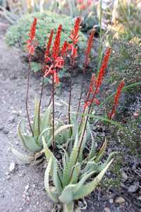 A petite clustering aloe which reaches about a foot in height. Its light blue-green leaves, adorned 