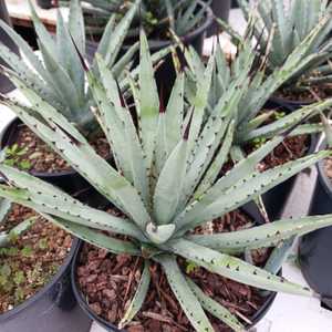 Distinctive small to medium-sized Agave whose rosettes have narrow blue-gray leaves that are evenly 