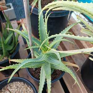 A popular cultivar of Aloe arborescens which tends to be slower growing and smaller in size. Grows l