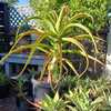 A smallish tree aloe from Southern Madagascar which is typically non-branching, and grows to 13 feet