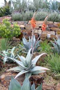 A clumping succulent native to the mountains of Yemen and Saudi Arabia, renowned for its adaptabilit