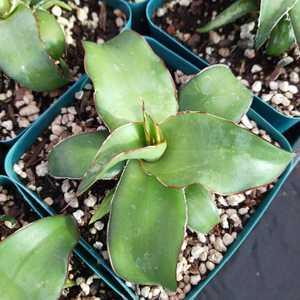 Agave chazaroi is a striking, solitary agave species native to the Tequila region of Jalisco, Mexico