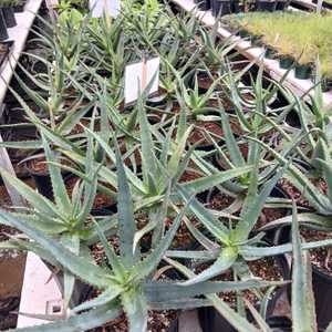 hybrid.  Mid sized aloe  dark orange flowers in winter with green leaves turning to deep red in the 