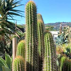 The Trichocereus spachianus, commonly known as Golden Torch has nice, dark green spires of 3-4 inche