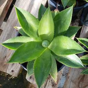 If you need a 'tropical' looking agave then you've found a match! Agave chiapensis is a medium-sized